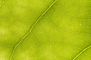 macro photo of a green leaf with veining.