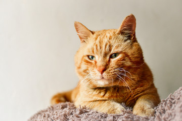 Beautiful ginger cat. Cat on a white background isolated. Red cat lies on a soft toy.