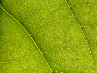 macro photo of a green leaf with veining.