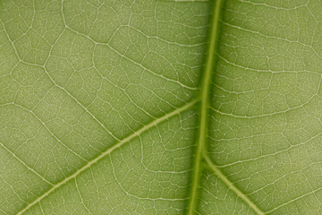 macro photo of a green leaf with veining.