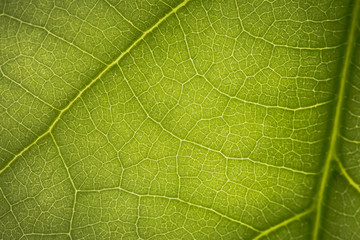 macro photo of a green leaf with veining.