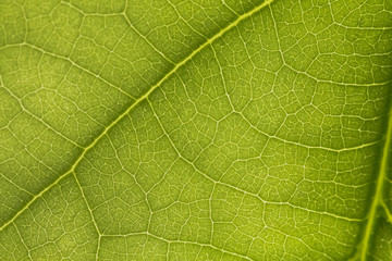 macro photo of a green leaf with veining.