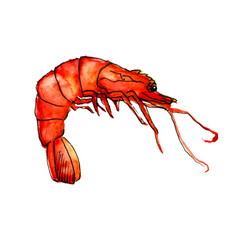 Shrimp watercolor illustration isolated on white background. Red boiled prawn, seafood, tiger shrimp for menu restaurant, package, web site or app, flayer design.