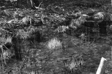 grass in the pond water