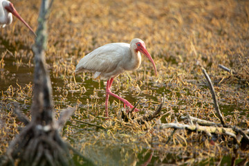 ibis