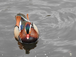 Mandarin duck on the water