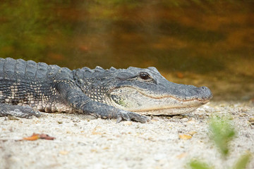gator