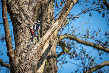 spotted woodpecker hangs from a tree trunk and the sky is blue
