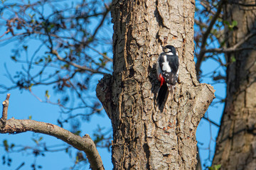 spotted woodpecker hangs from a tree trunk and the sky is blue