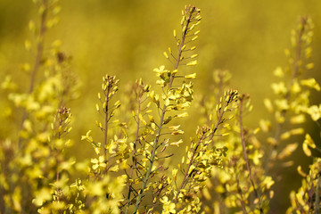 Kohlblüte - ausgewachsener Kohl der für Insekten wie Bienen und Hummeln als Umweltschutzmaßnahme stehen gelassen worden ist