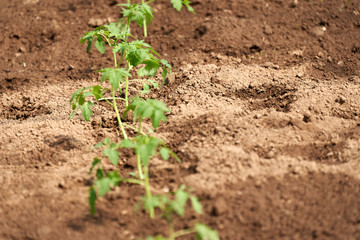 Junge Tomatenpflanzen schön in Reihe gepflanz im landwirtschaftlichen Betrieb