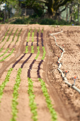 360 Grad Bewässerungsanlage mit Verbindungsrohr auf einem Acker mit Salatpflanzen in grün und rot