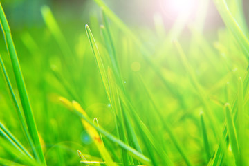 Green grass macro. Springtime background.