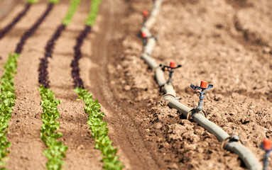 360 Grad Bewässerungsanlage mit Verbindungsrohr auf einem Acker mit Salatpflanzen in grün und rot