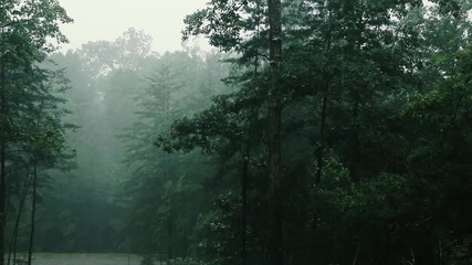 Trees on a cloudy rainy day in North Carolina.