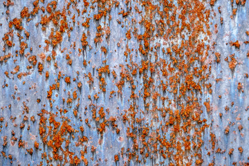Fototapeta premium Texture