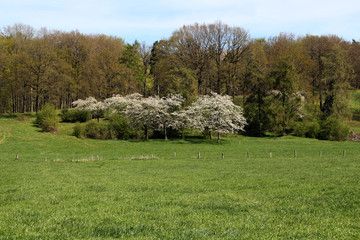 Eine Wiese mit blühenden Bäumen