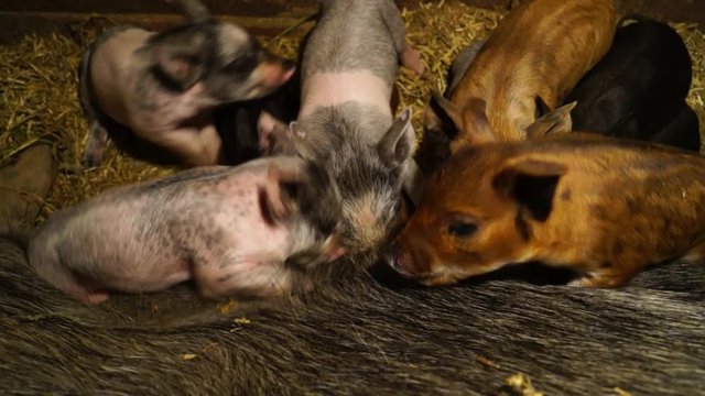 Agriculture. Pig farm. Little piglets. Rural life.