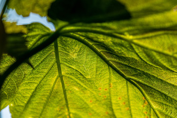 Sycamore leaf in the sun