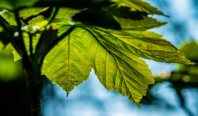 Fototapeta na wymiar Sycamore leaf shade