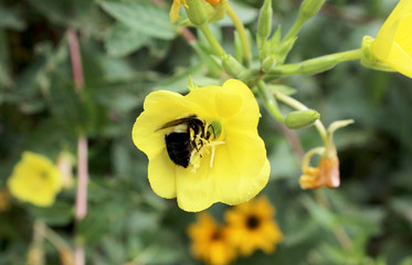 A bumblebee Enjoying a Yellow Flower