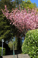 Ein Kirschbaum mit Blüten