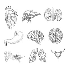 Hand Drawn Set of Isolated Human Organs
