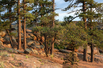 Forrest at Sunset