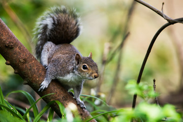 Eastern Gray Squirrel in her environment. Her Latin name is Sciurus carolinensis.