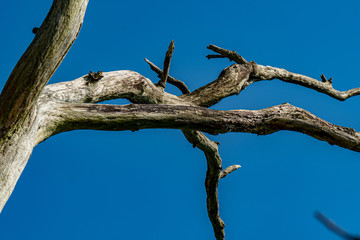 Oak living in the wild