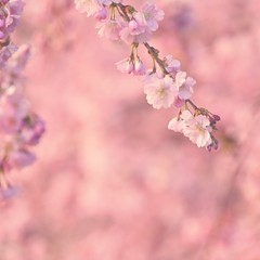 Beautiful blossom tree. Nature scene with sun on Sunny day. Spring flowers. Abstract blurred background in Springtime.