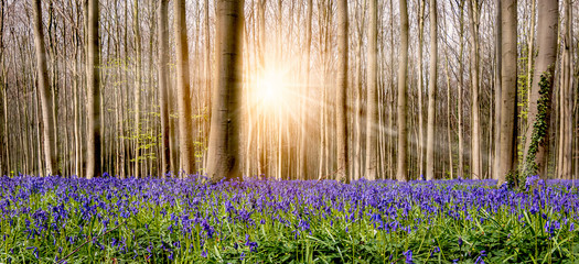 Breathtaking floral carpet with blue flowering bluebells and beautiful sun rays between the deciduous trees in the famous forest of Halle, Belgium.