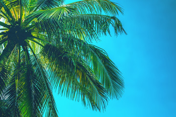 Fototapeta na wymiar Green palm tree at sunny day on blue sky background. Retro summer beach tropical design. Travel background. Tropical island exotic flora. Aloha Hawaii. Miami paradise. Copy space, open composition.