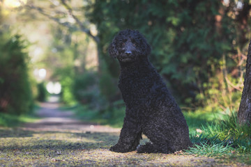 Schwarzer Labradoodle sitzt an einem kleinen Weg