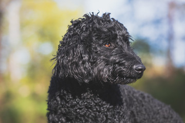 Portrait eines schwarzen Labradoodle