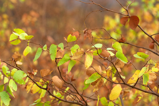 Mopane leaves in african bush