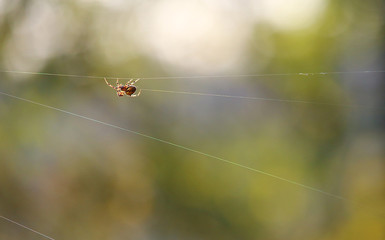 Spider Making Web