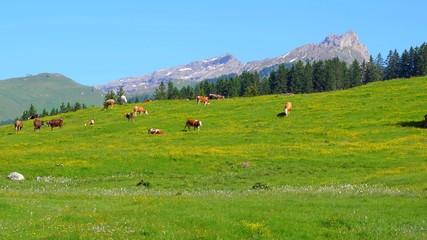 Fototapeta na wymiar An herd of cows in a pasture in the alps mountains