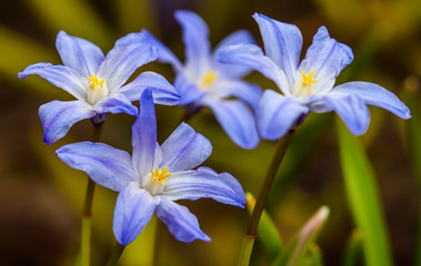 Blooming of beautiful blue flowers (Chionodoxa) in the spring garden