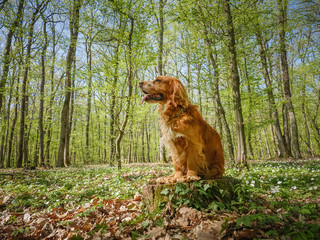 Walking with a dog in the forest, a red spaniel is resting on a forest lawn.