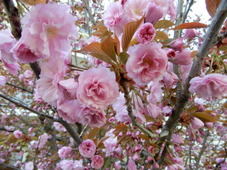 pink flowers on a tree