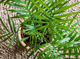 Close-up on the delicate feathery leaves of a small parlour palm (Chamaedorea elegans) houseplant on a natural background. Birds eye view of the delicate green plant foliage.