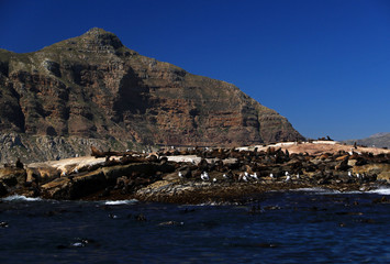 Colony of Brown fur seals in Hout Bay, Cape Town, South Africa