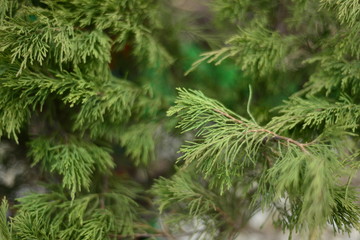  Background from coniferous plants. . Blurred focus.