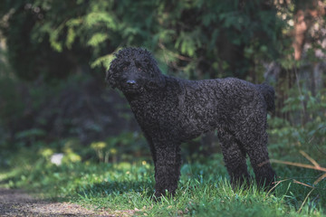 Schwarzer Labradoodle steht an einem kleinen Weg