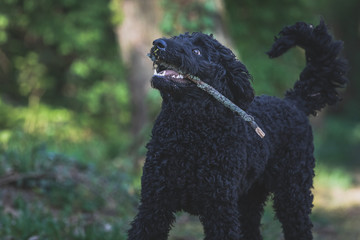 Schwarzer Labradoodle spielt mit Stock