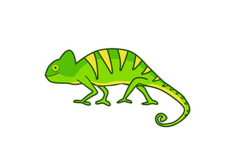 Chameleon illustration in vector on white background. Isolated illustration of green chameleon.