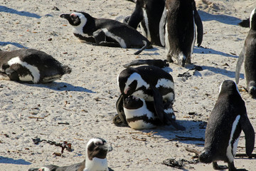 Naklejka premium African penguins copulating, at the Boulders Beach in Cape Town, South Africa