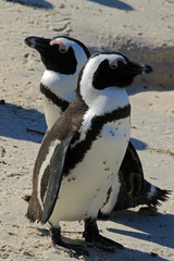 Couple of African penguins, at the Boulders Beach in Cape Town, South Africa
