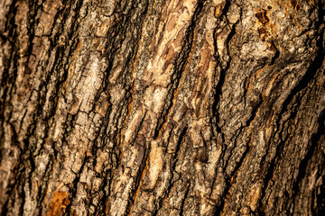 Texture